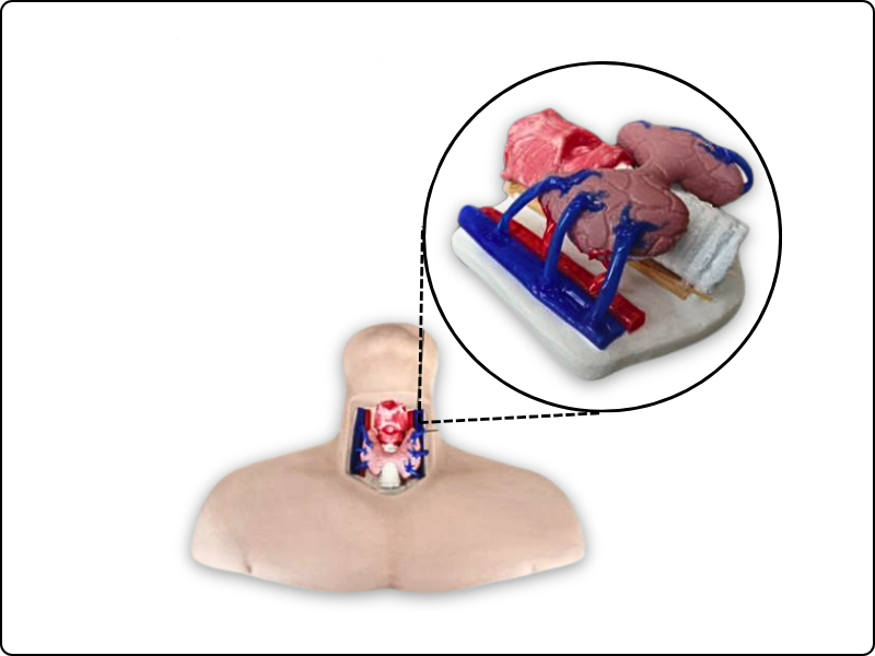 Thyroidectomy Trainer
