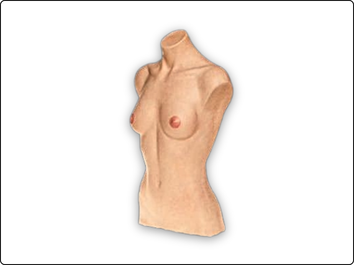 Female Torso Model image 2